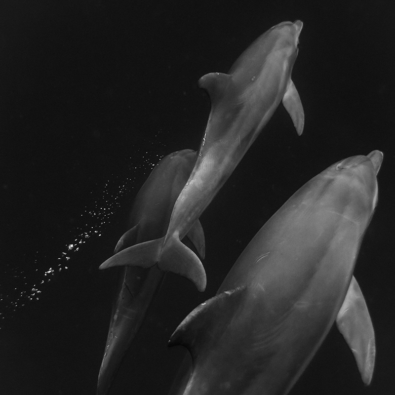 Dancing with Dolphins, a guest column by Rachel Welch