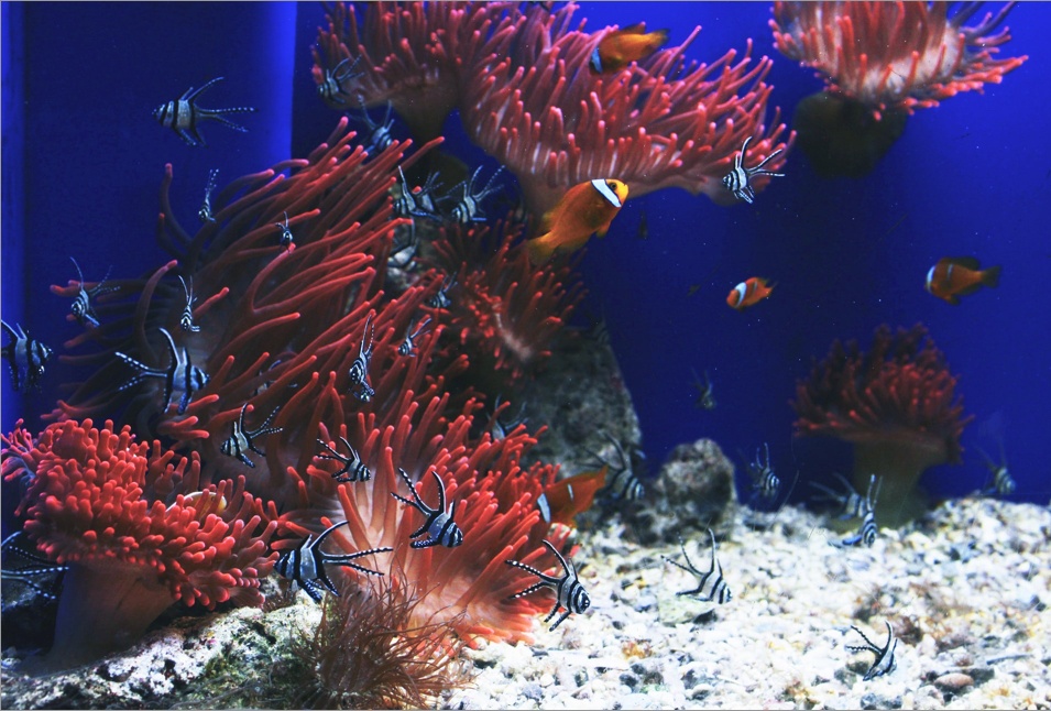 Fish swimming around coral reef