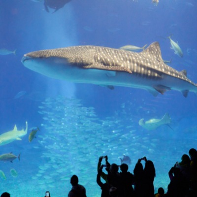 A group looking at a shark behind a glass screen