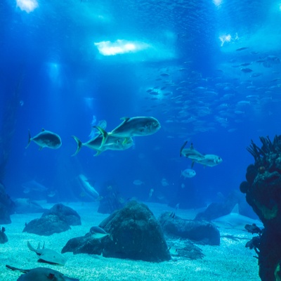 A pod of fish swimming together in the aquarium.