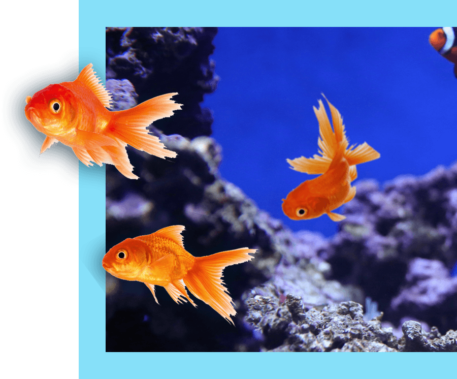 Come see Goldie the goldfish and many more fishes at our aquarium today!