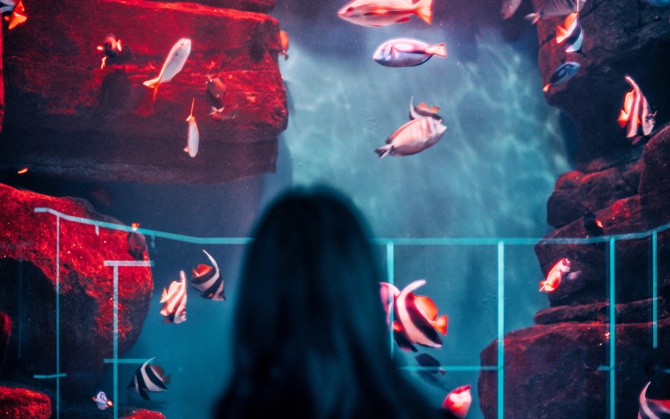 Girl looking at goldfish aquarium behind a cage