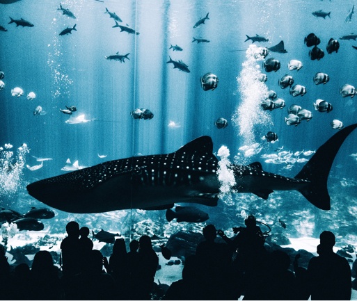 Shark swimming among small fish and audience viewing behind glass